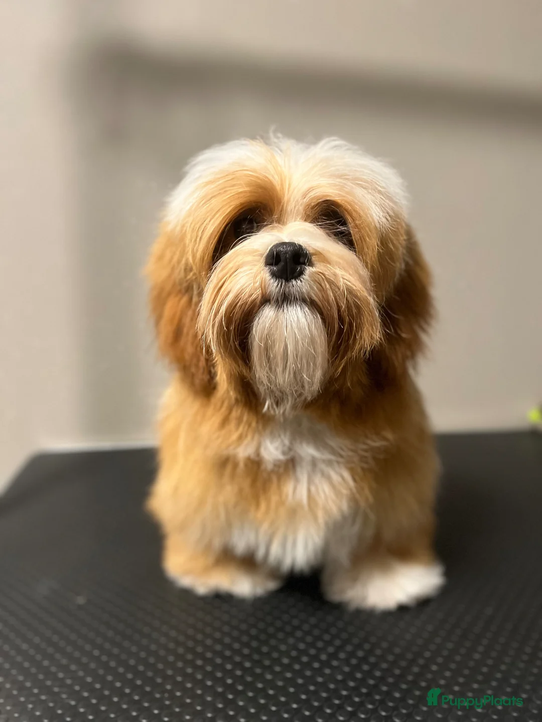 Havanezer honden te koop: Lief Havanezer teefje - Advertentie 2