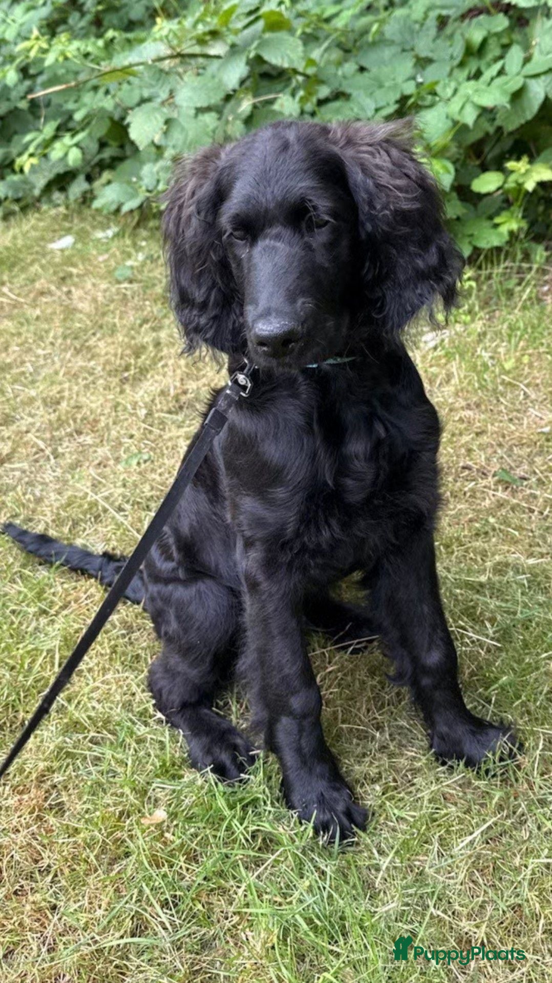 Labradoodle honden Gladharige labradoodle reu, 4 maanden + zindelijk. - Advertentie 9
