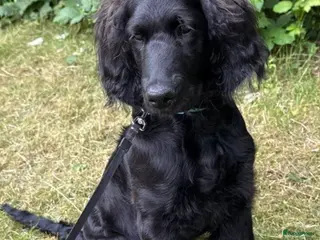 Labradoodle honden Gladharige labradoodle reu, 4 maanden + zindelijk. - Advertentie 9