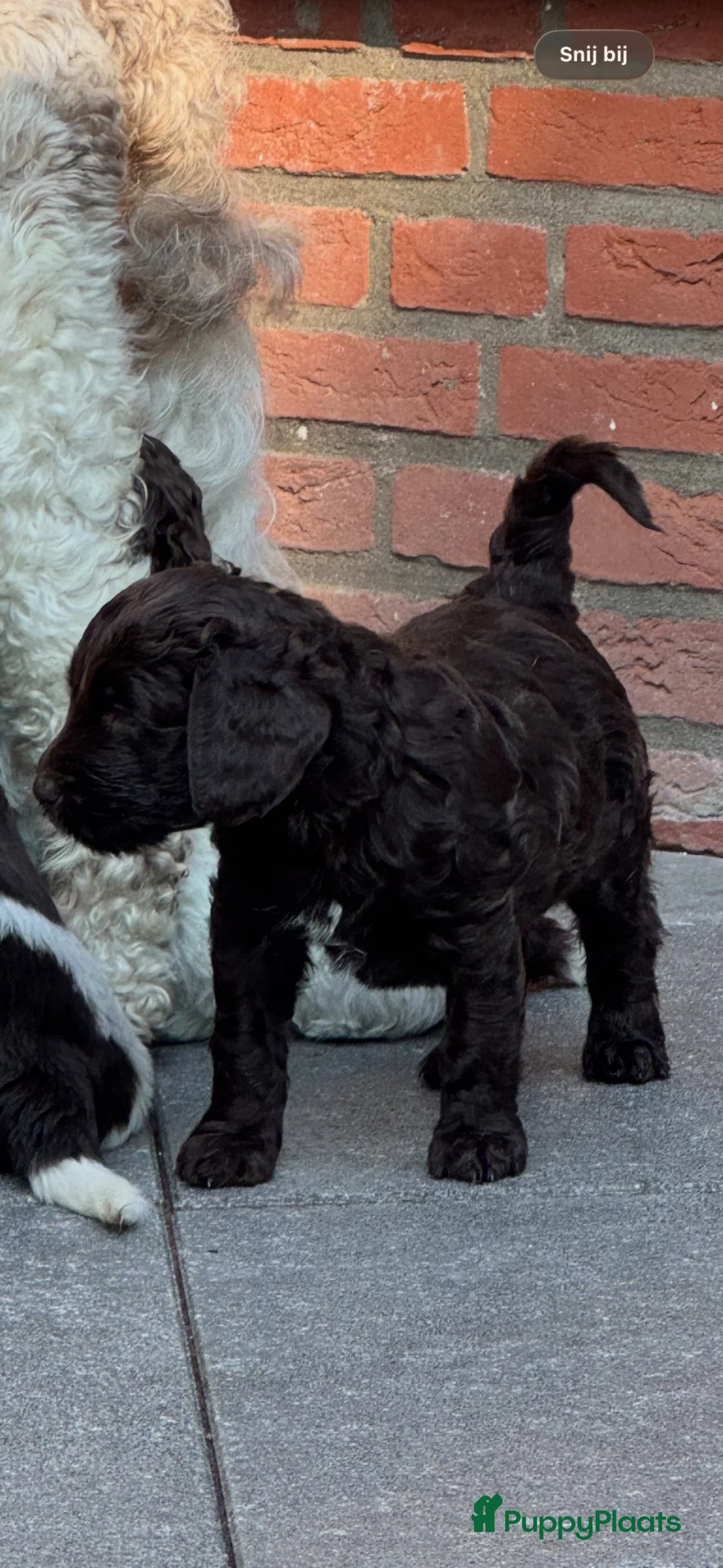 Australian Labradoodle honden te koop: Australian labradoodle met stamboom! - Advertentie 18