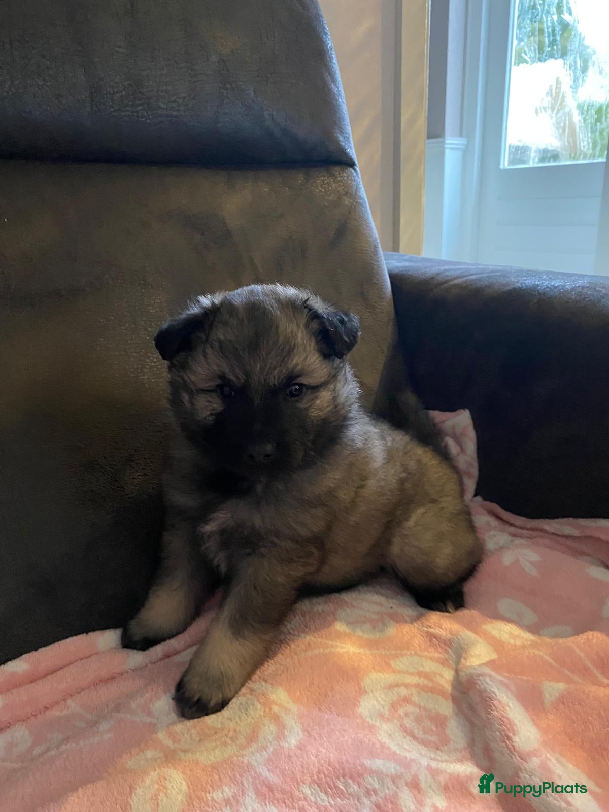 Keeshond honden Raszuivere blauwe /wolfsgrijze grote keeshond pups - Advertentie 7