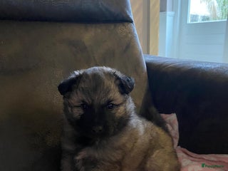 Keeshond honden Raszuivere blauwe /wolfsgrijze grote keeshond pups - Advertentie 6