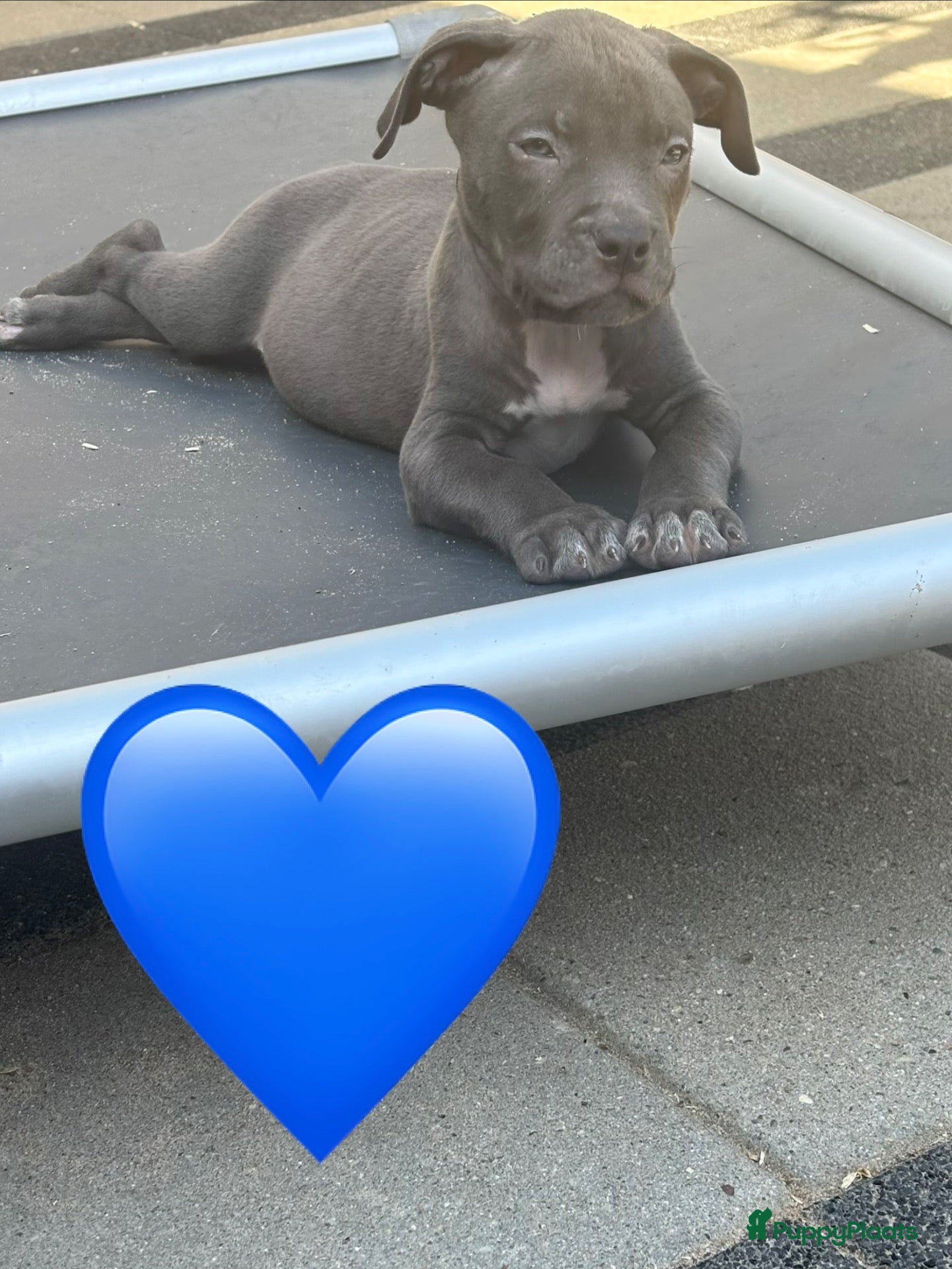 Kruising honden Puppies kruising Mastino  en Bully xl - Advertentie 5