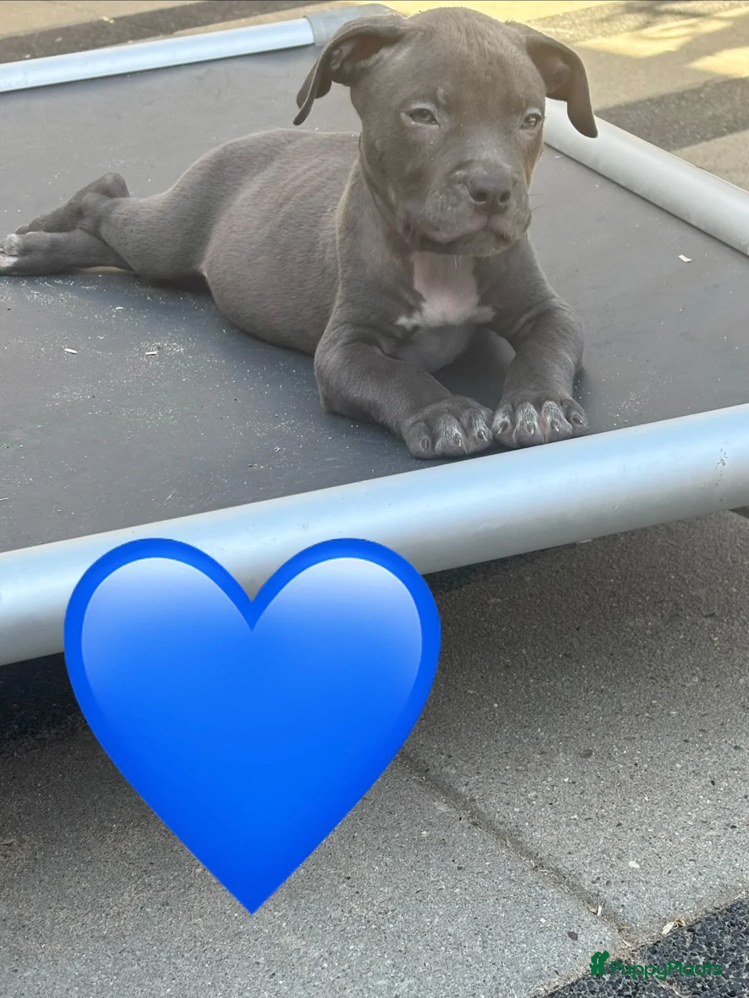 Kruising honden te koop: Puppies kruising Mastino  en Bully xl - Advertentie 1