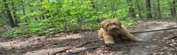 Labradoodle honden te koop: Labradoodle Puppy Looking for a Loving Home in Uden - Advertentie 2