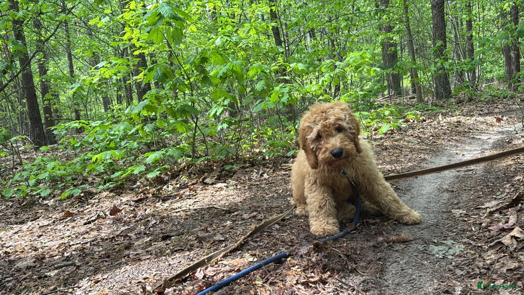 Labradoodle honden te koop: Labradoodle Puppy Looking for a Loving Home in Uden - Advertentie 2
