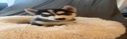 Siberische Husky honden te koop: Lieve Siberische puppies - Advertentie 15