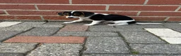 Boerenfox honden te koop:  boerenfox puppy s - Advertentie 5