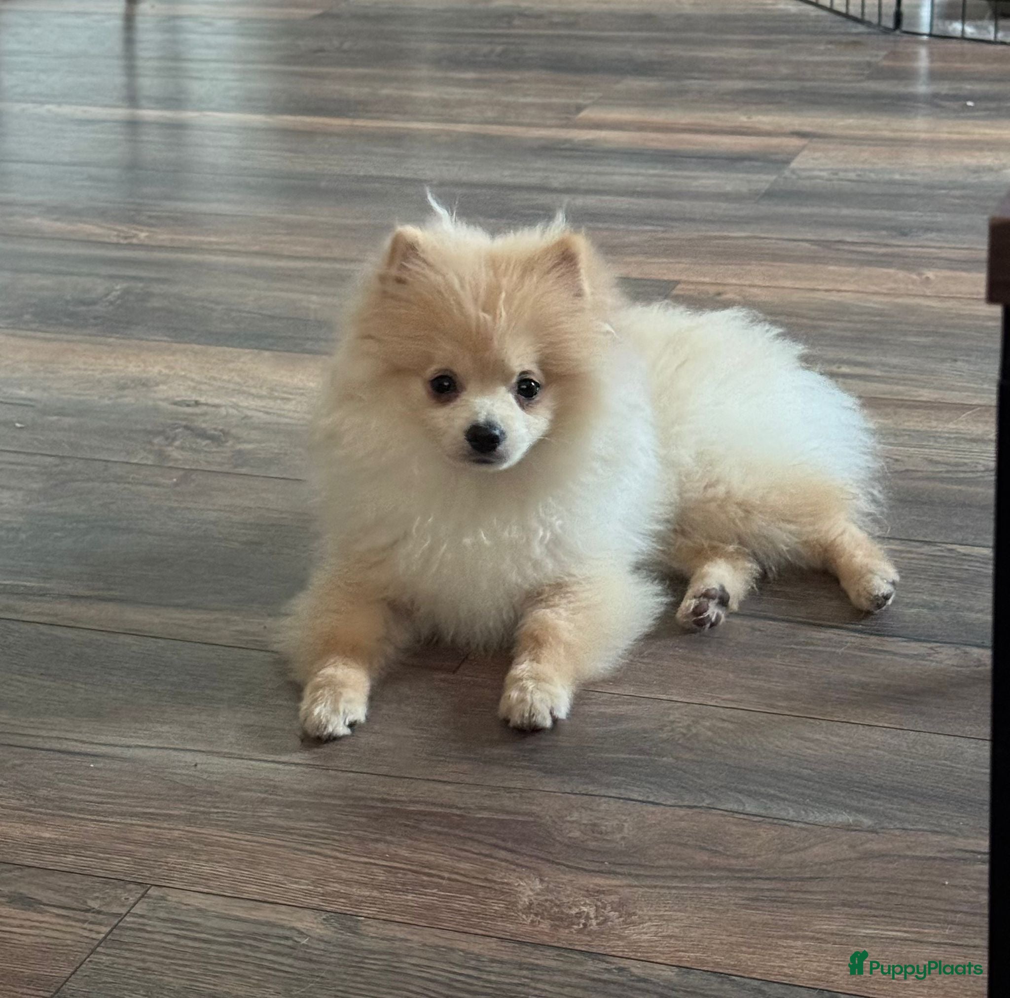 Pomeriaan honden Prachtige Pomeriaan pups  - Advertentie 1