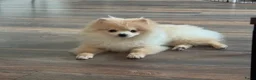 Pomeriaan honden te koop: Prachtige Pomeriaan pups  - Advertentie 1