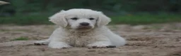 Golden Retriever honden te koop: Golden Retriever Pups met Stamboom. - Advertentie 8
