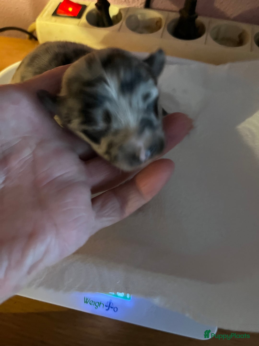 Chihuahua honden te koop: Zwart/wit teefje gereserveerd  - Afbeelding 6