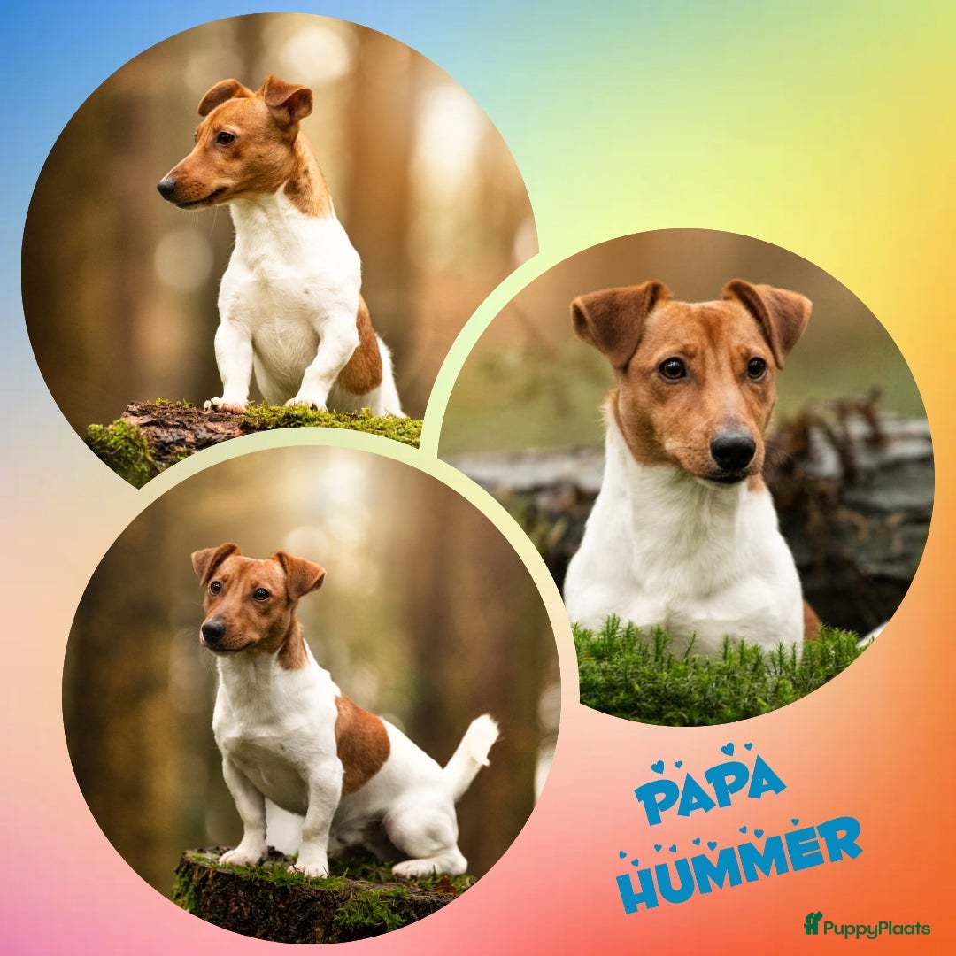 Jack Russel Terriër honden Jack russel pups - Advertentie 8