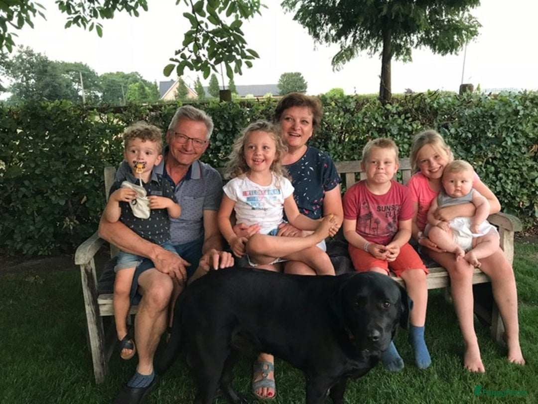 Goldador honden te koop: Zwarte goldadorpups - Advertentie 4