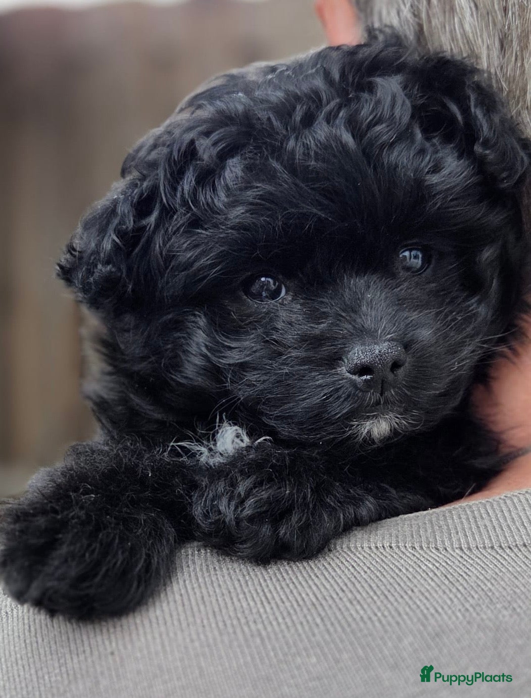 Kruising honden Uniek nestje kleine Pomapoo pups 🥰  - Advertentie 2