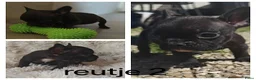 Franse Bulldog honden te koop: Franse bulldog pups uit geteste ouders.  in Zevenaar - Advertentie 5