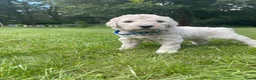 Labradoodle honden te koop: Prachtige medium labradoodle pups te koop in Breda - Advertentie 3