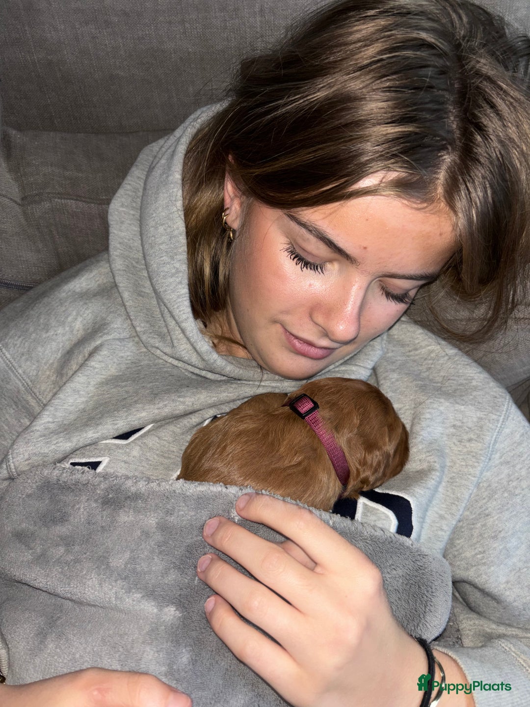 Labradoodle honden te koop: Labradoodle pups - Advertentie 5