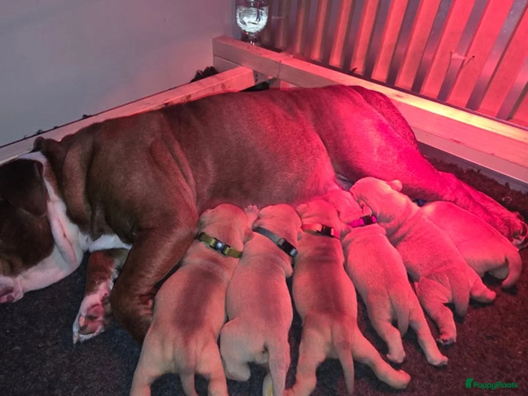 Old English Bulldog honden te koop: Old english bulldog teefje "Olivia" - Advertentie 8