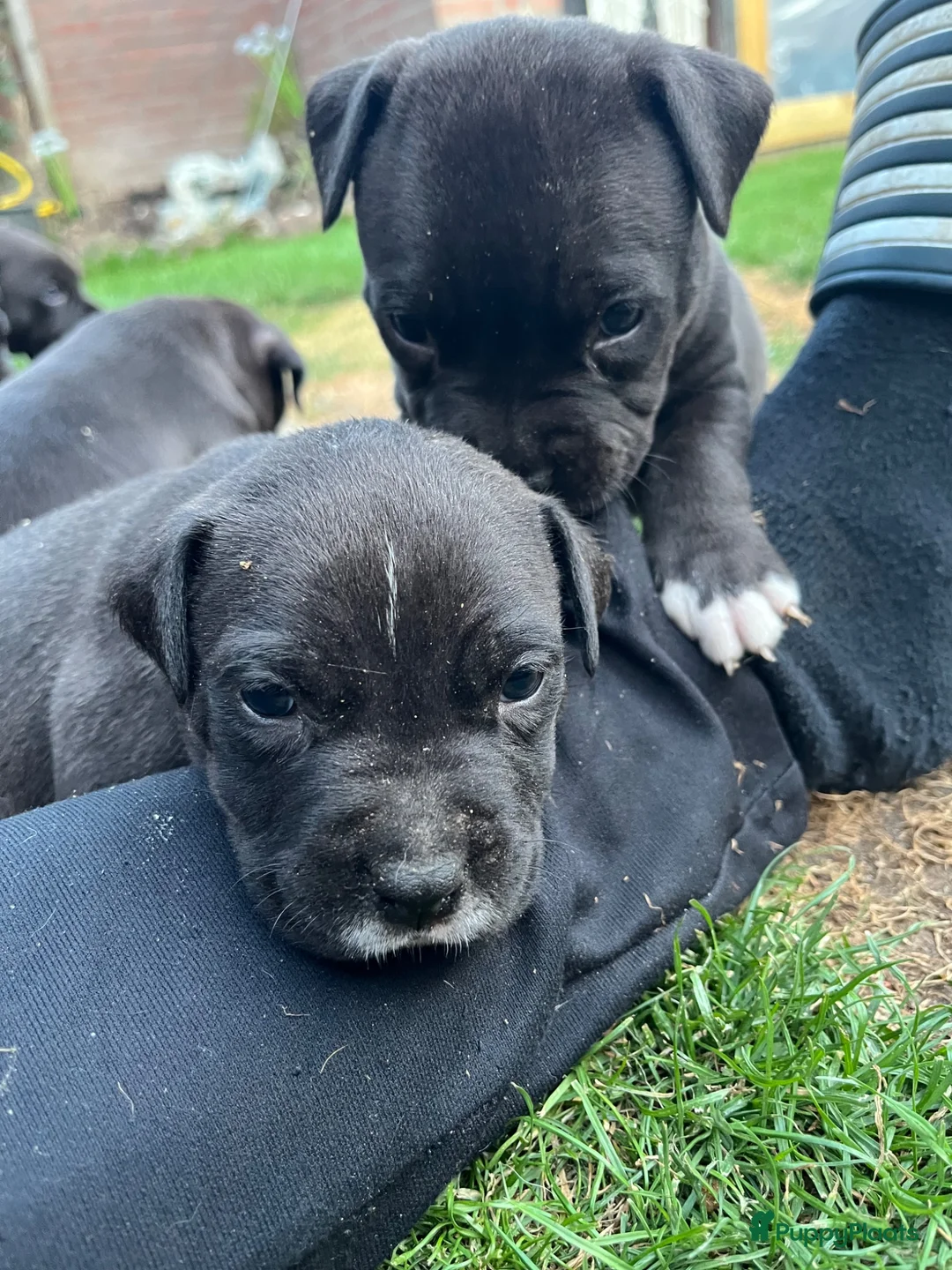 American Staffordshire Terriër honden te koop: American Staffordshire Terrier 9 gezonde pups - Advertentie 2