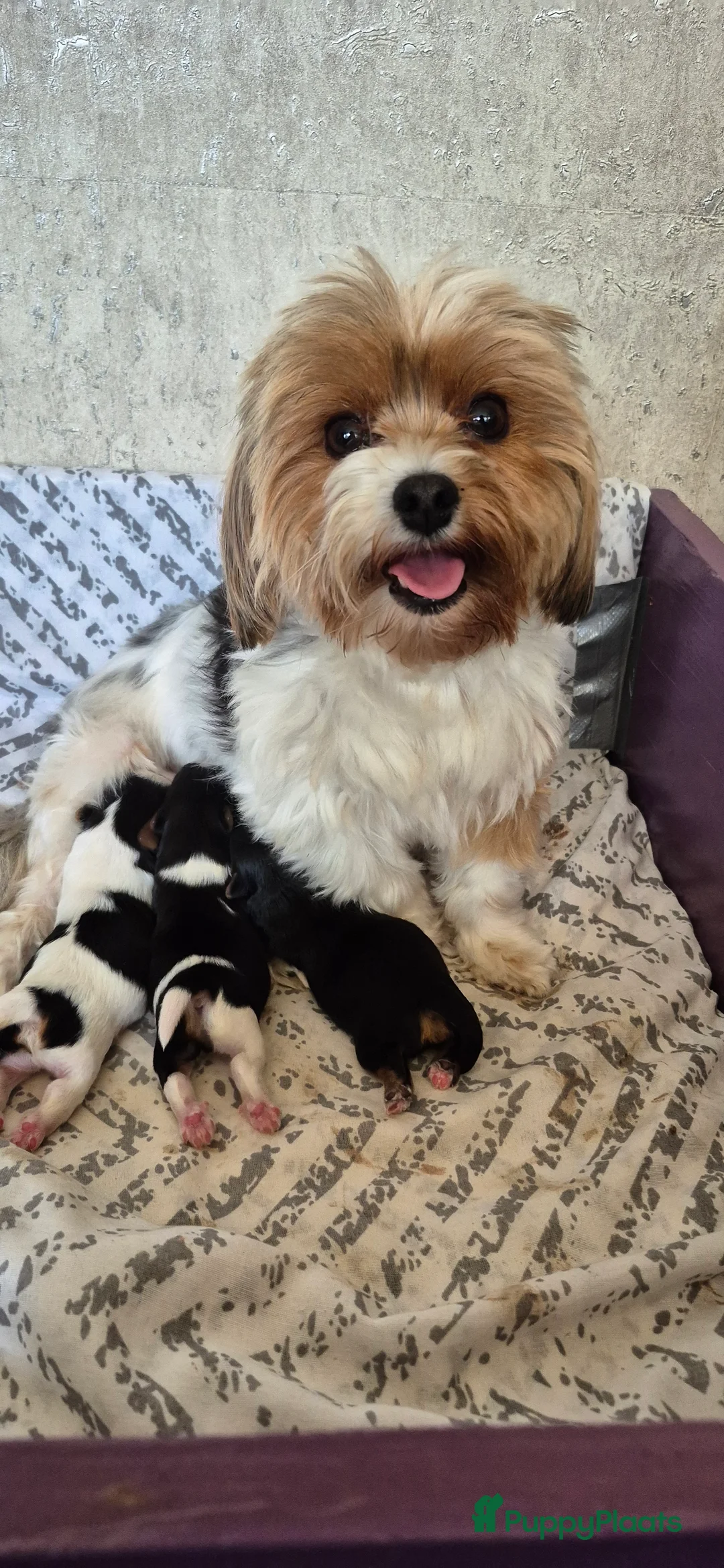 Kruising honden te koop: Biewer yorkshire terriërtjes  in Vriezenveen - Advertentie 2