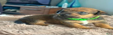Jack Russel Terriër 5