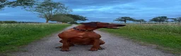 Rhodesian Ridgeback honden te koop: Pups met stamboom Rhodesian Ridgeback  - Advertentie 23