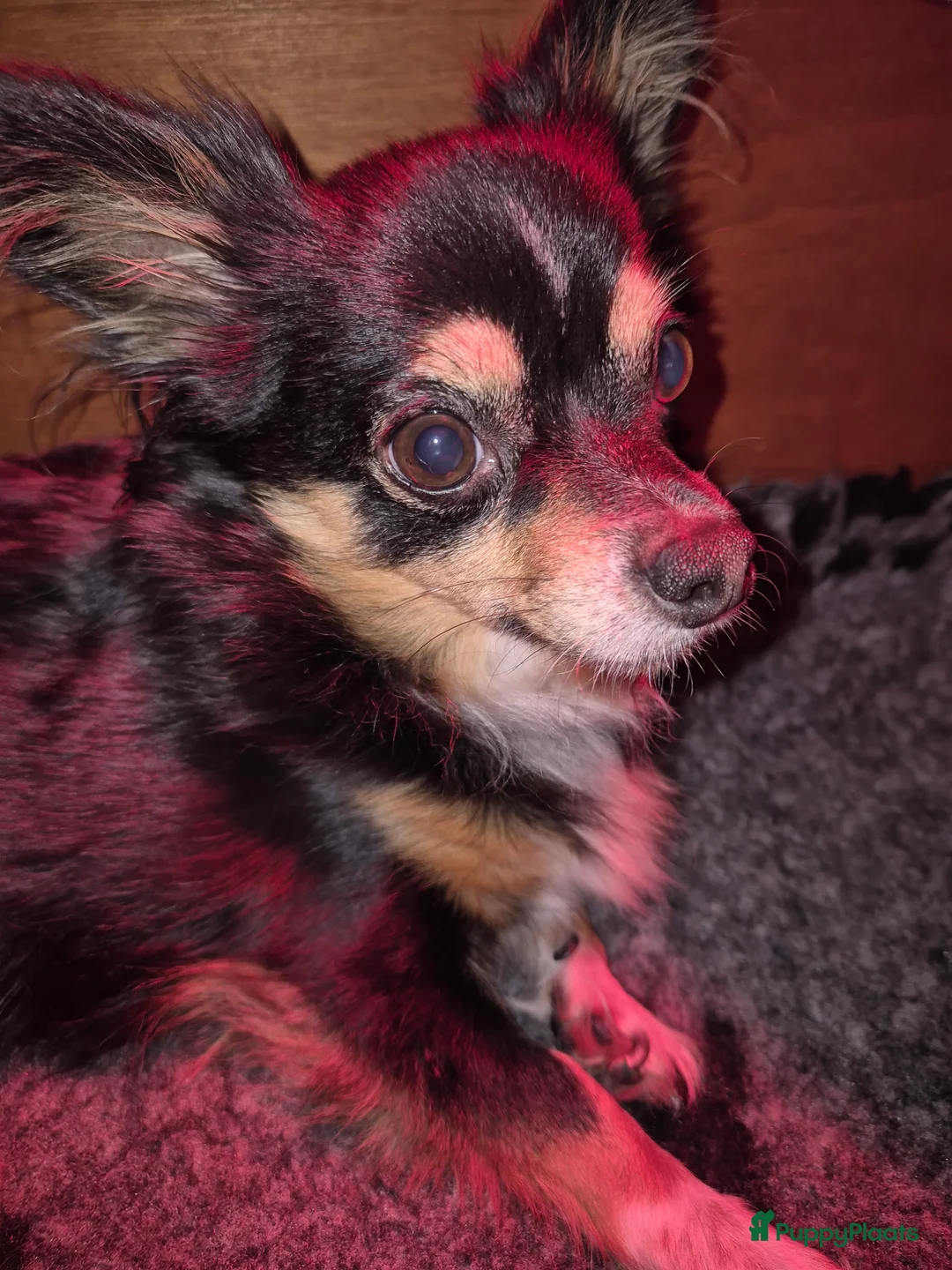 Pomchi honden te koop: Knappe reu - Advertentie 2