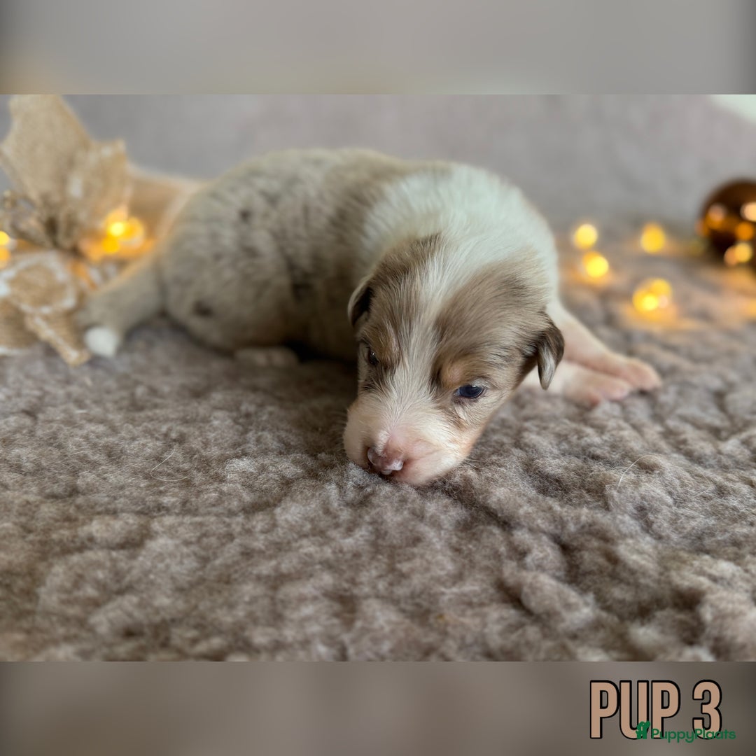 Australian Shepherd honden te koop: Prachtig nestje raszuivere Australian Shepherds - Advertentie 27