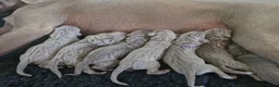 Weimarse Staande Hond korthaar honden te koop: Prachtige Weimaraner pups - Advertentie 8