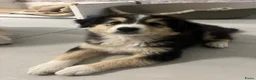 Australian Shepherd honden te koop: Australische Herder Teef met Stamboom in Sas van Gent - Advertentie 9