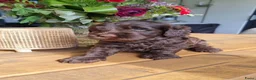Australian Labradoodle honden te koop: Australian labradoodle pup! - Advertentie 13