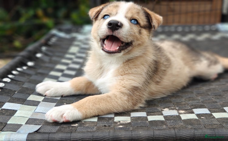 Kruising honden - Advertentie 11