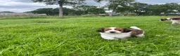 Kooikerhondje honden te koop: Kooiker pups Kooikerhondje  - Advertentie 3
