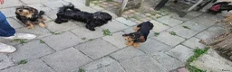 Kruising honden te koop: Ruwharige Teckel  - Advertentie 12