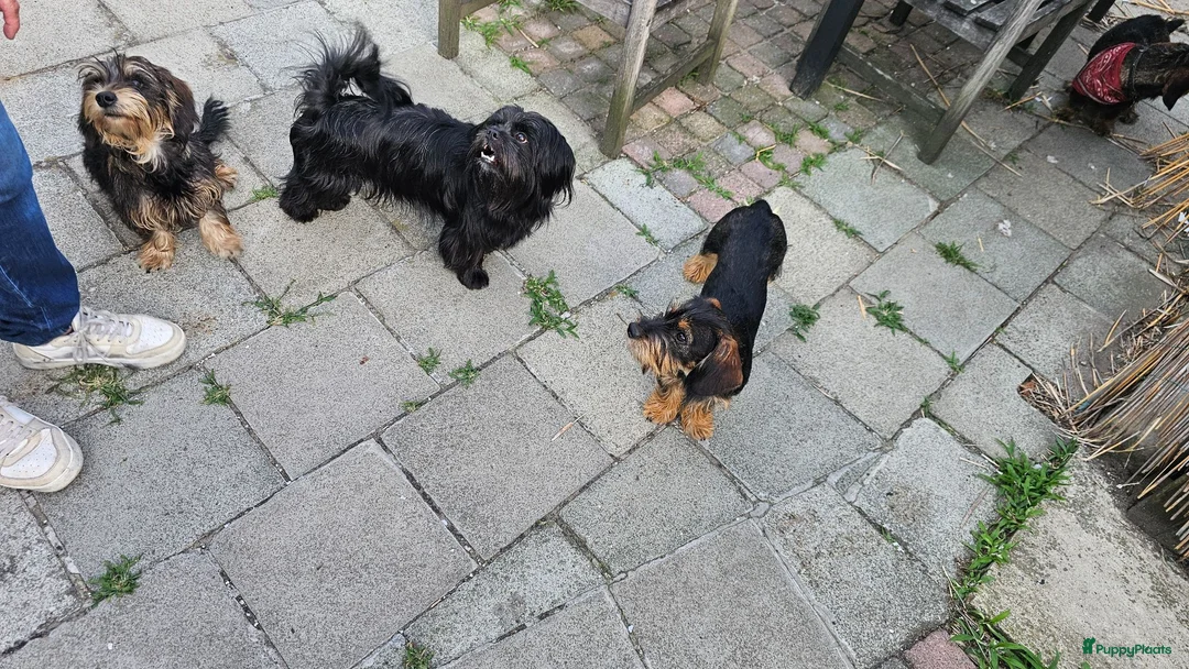 Kruising honden te koop: Ruwharige Teckel  - Advertentie 12