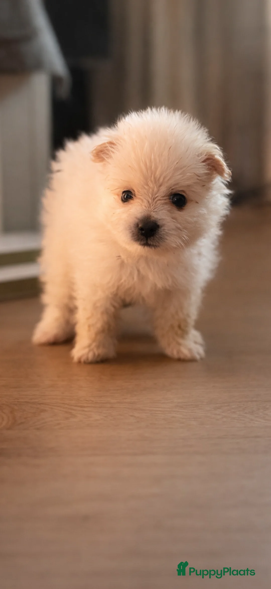 Pomeriaan honden te koop: Pomeriaan pups - Advertentie 20