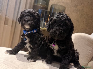 Maltipoo honden Maltipoo mini pup - Advertentie 1