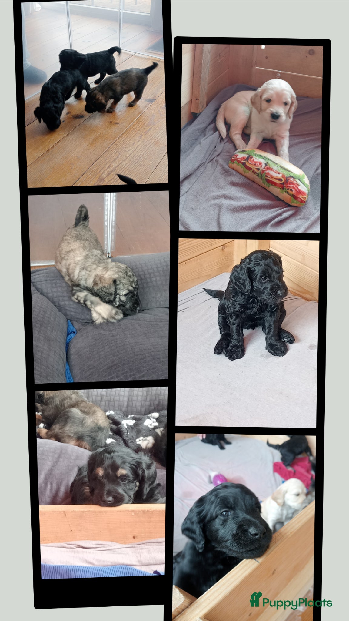Labradoodle honden Labradoodle puppies  - Advertentie 4