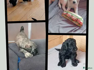 Labradoodle honden Labradoodle puppies - Advertentie 4