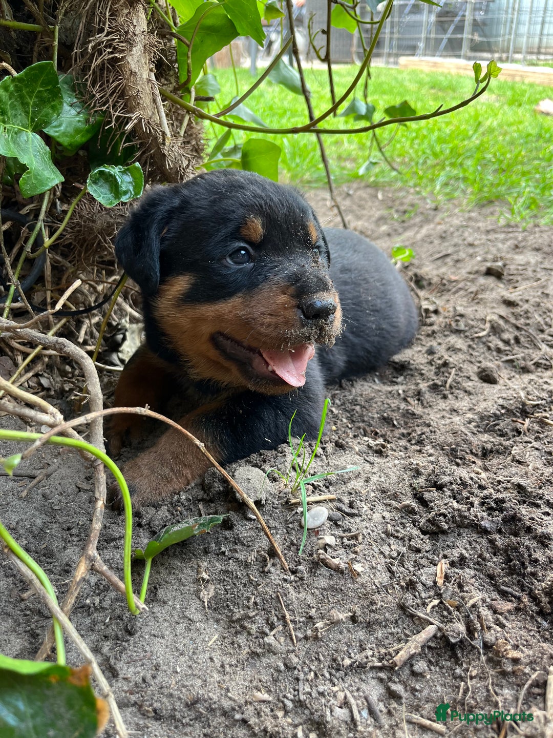 Rottweiler honden te koop: Rottweiler pups - Afbeelding 1