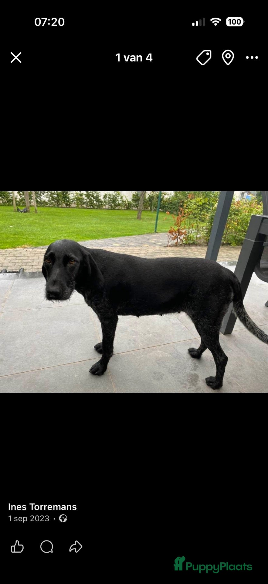 Duitse Staande Hond Draadhaar honden Pups te koop  - Advertentie 3