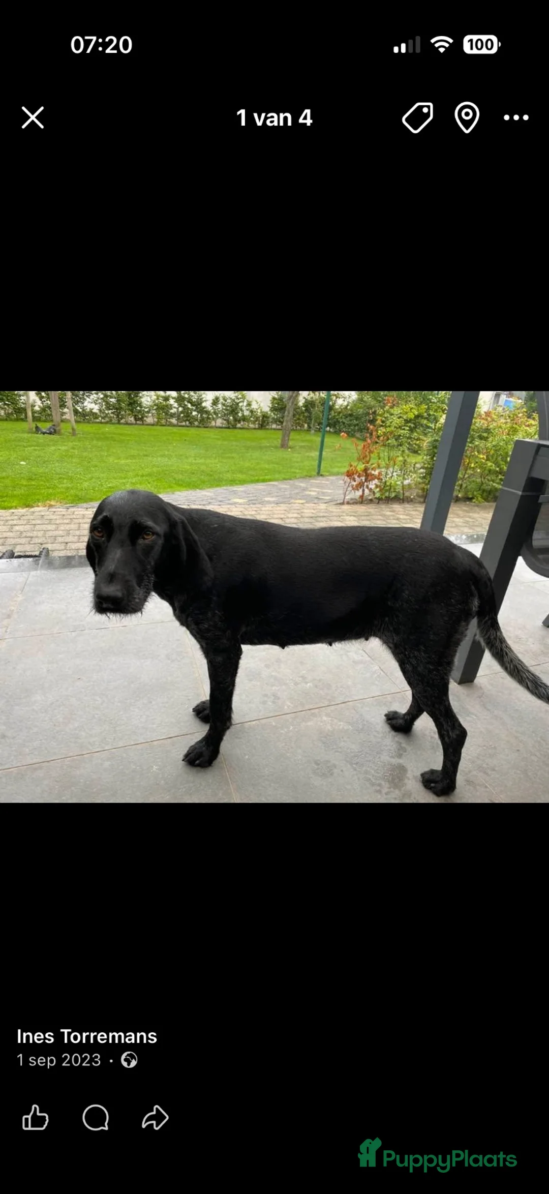 Duitse Staande Hond Draadhaar honden te koop: Pups te koop  - Advertentie 1