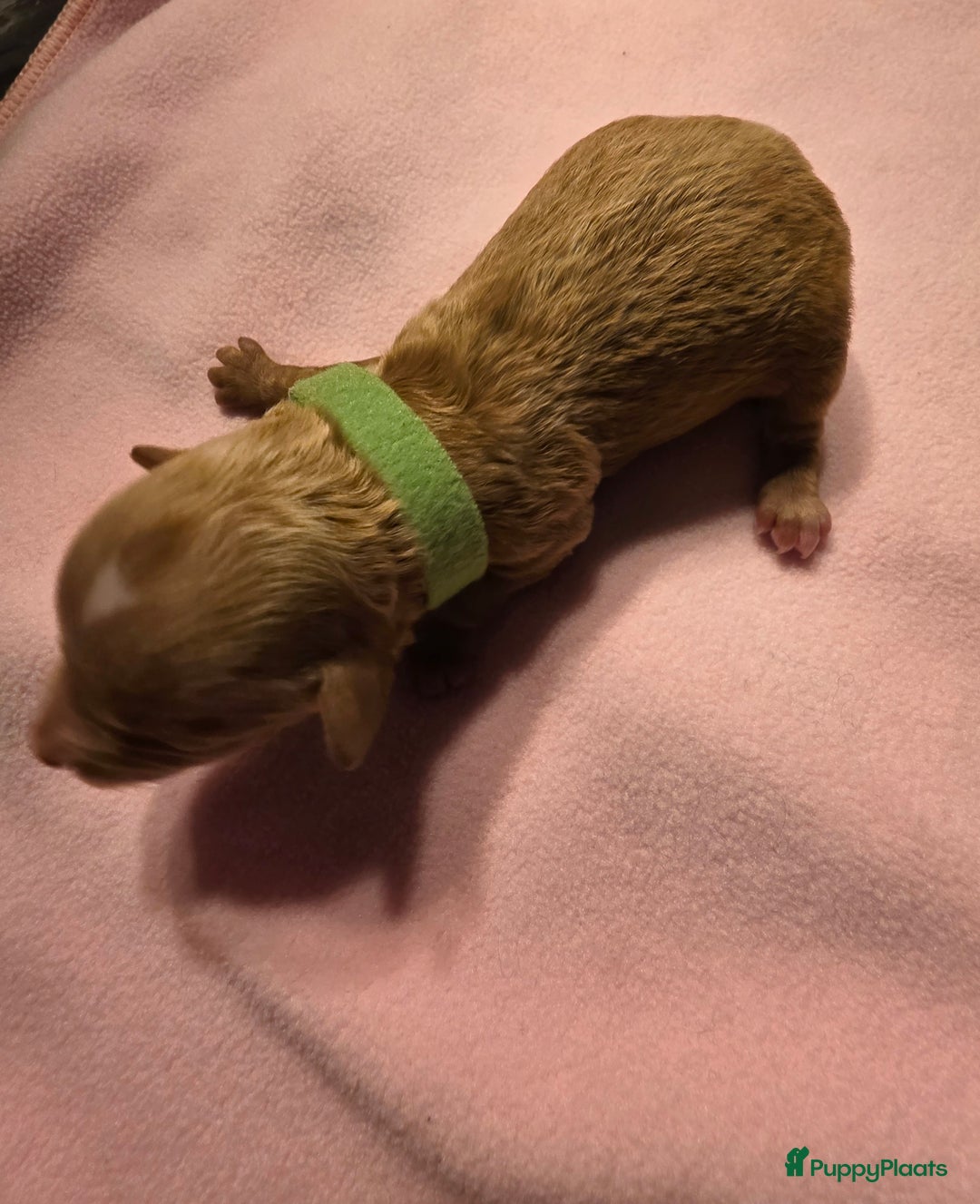 Dwergpoedel honden te koop: Xenna drachtig van 5 puppy's  - Advertentie 19