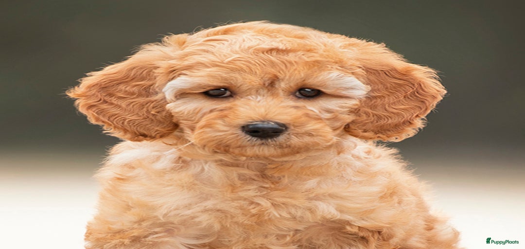 Galerij afbeelding {{count}}