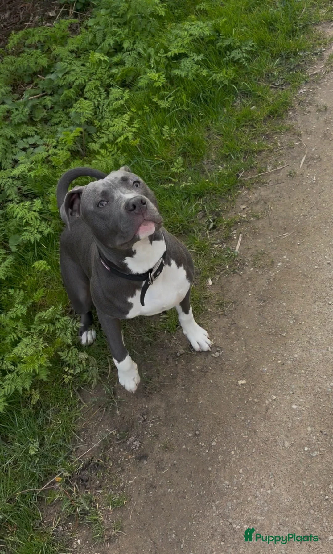 American Staffordshire Terriër honden te koop: American Staffordshire Terriër  in Delft - Advertentie 1