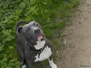 American Staffordshire Terriër honden American Staffordshire Terriër - Advertentie 1