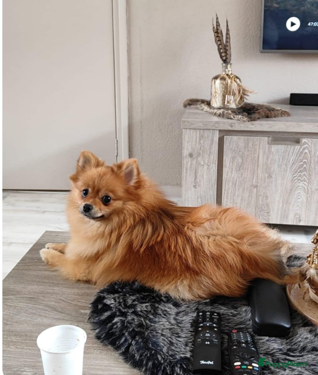 Pomeriaan honden te koop: Nog twee super schattige knappe pomeranian puppys - Advertentie 6