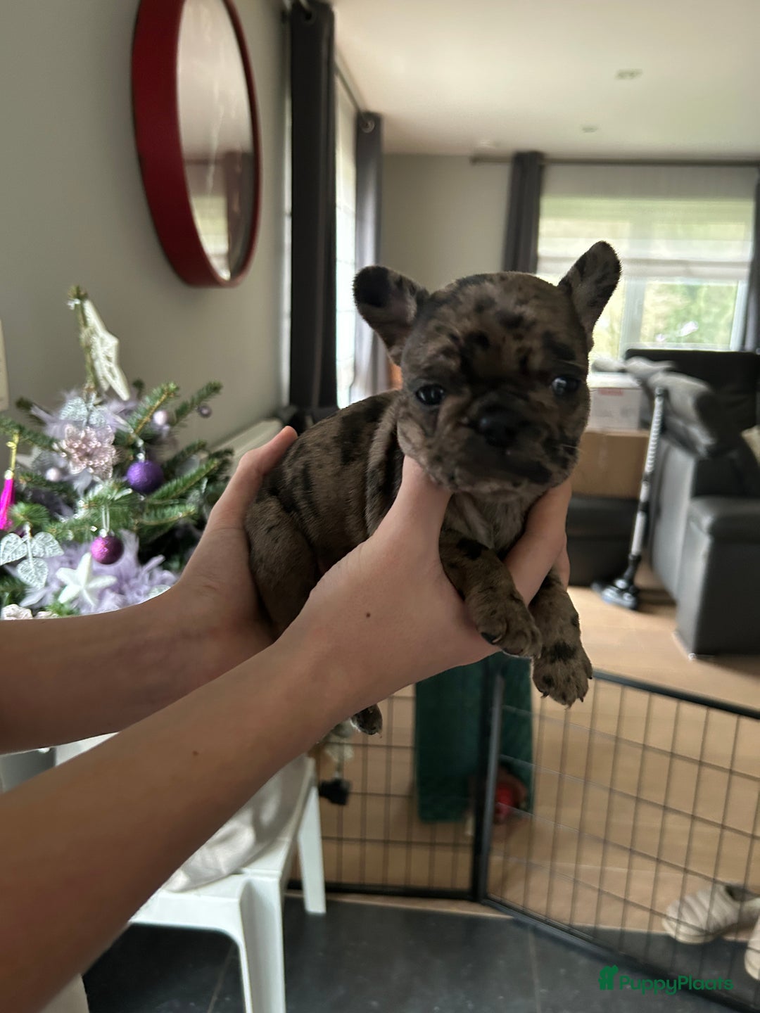 Franse Bulldog honden te koop: Franse bulldog puppy’s  - Advertentie 5