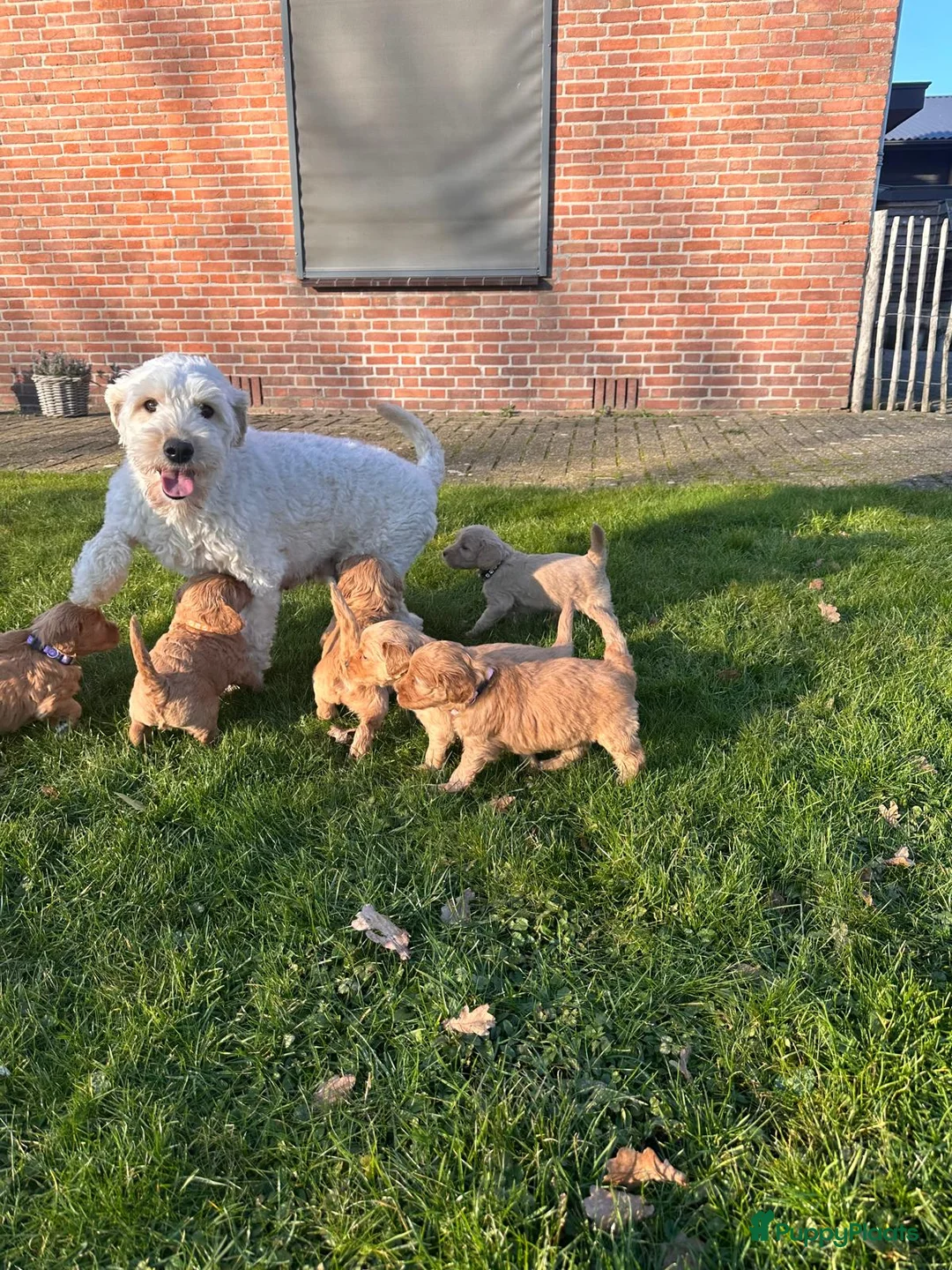 Kruising honden te koop: Labradoodle x Goldendoodle pups - Advertentie 11